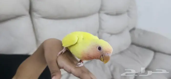 طائر روز اليف جدا 4