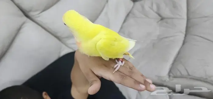 طائر روز اليف جدا 5