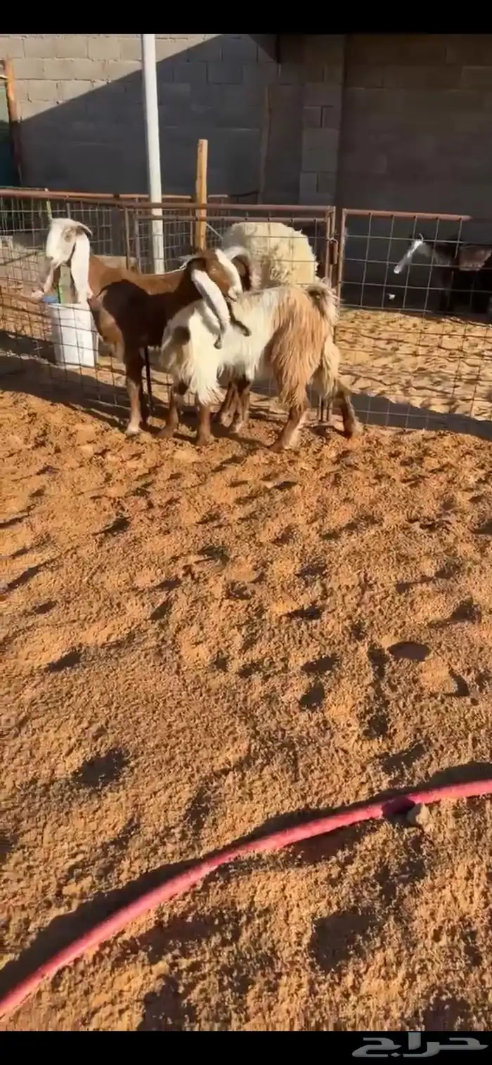 جفرات مشاريك خصم الخصم(( تم البيع )) 1