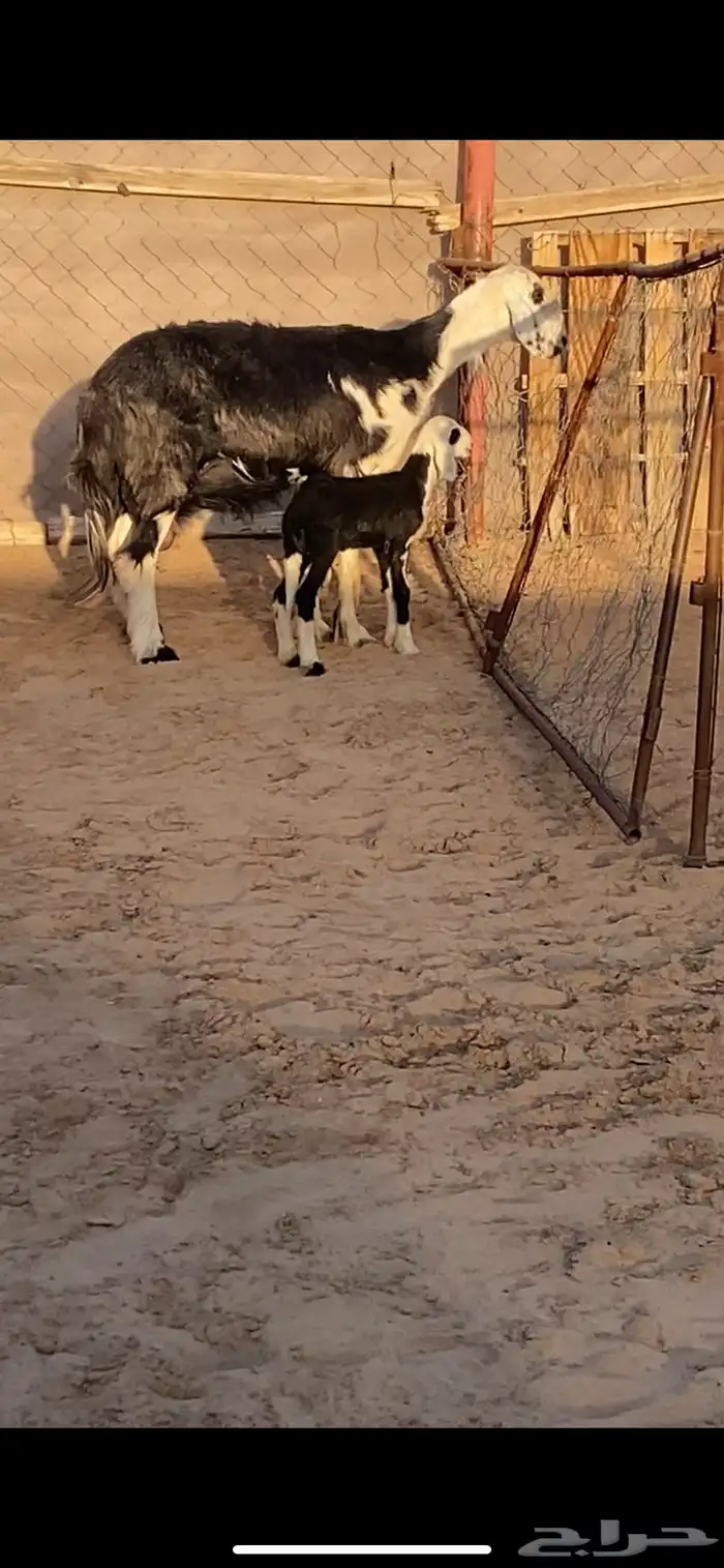 نعجة متبع برخل مشروطه ( تم البيع ) 1