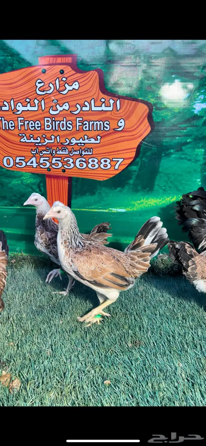 دجاج عربي اصيل ترثه . باديه   فري   دندراوي 19