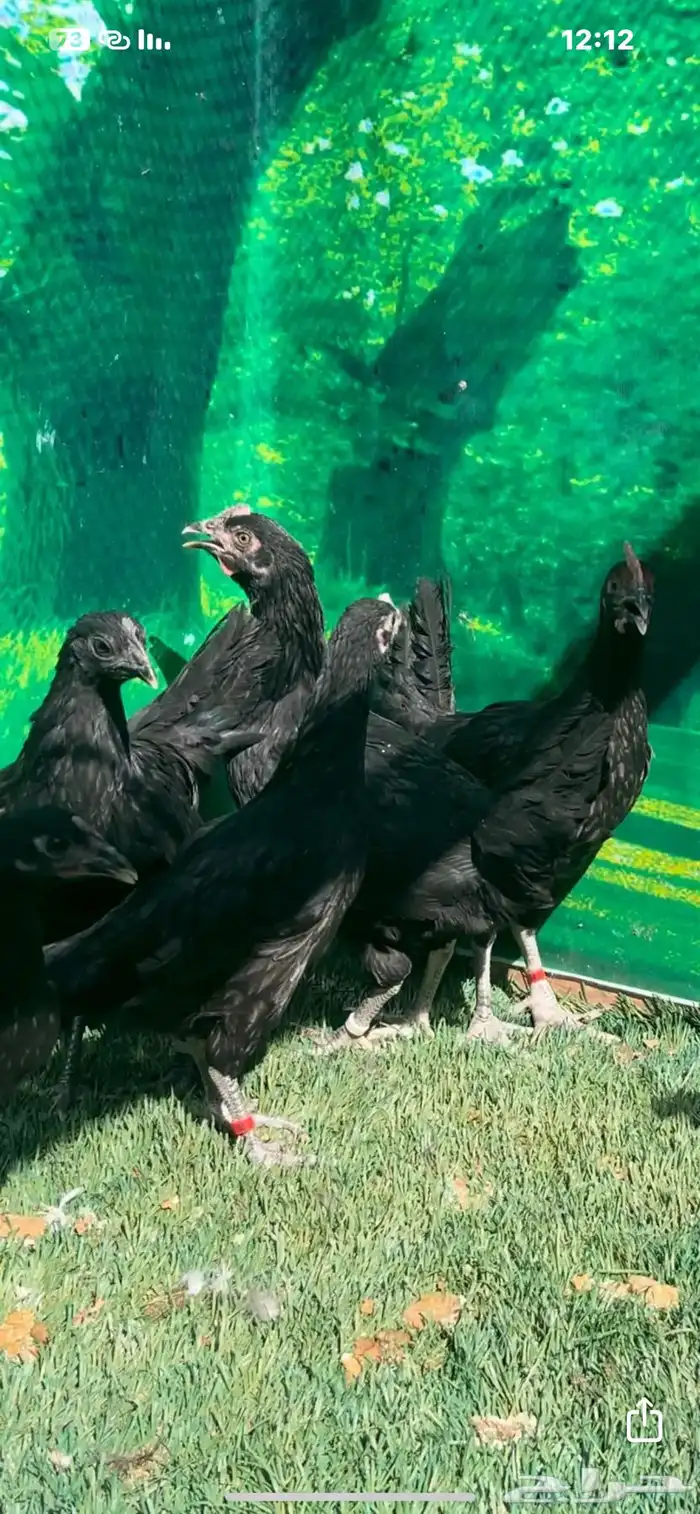 دجاج عربي اصيل ترثه . باديه   فري   دندراوي 3