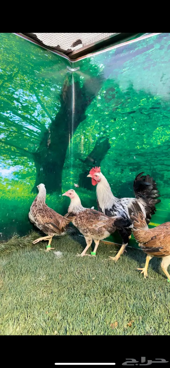 دجاج عربي اصيل ترثه . باديه   فري   دندراوي 23