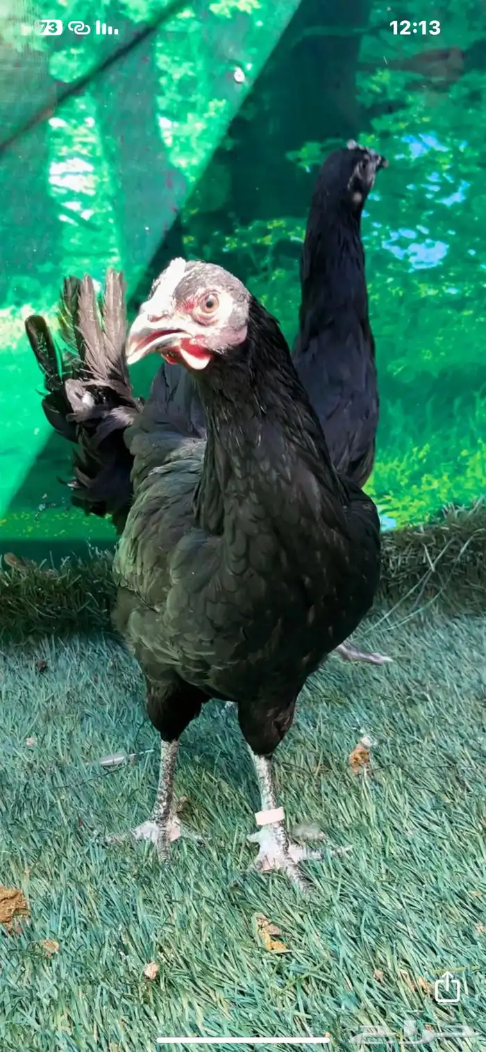 دجاج عربي اصيل ترثه . باديه   فري   دندراوي 4