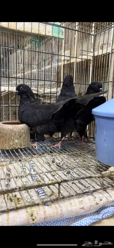 طبات كنق مودينا اسود ملكي تم البيع 1