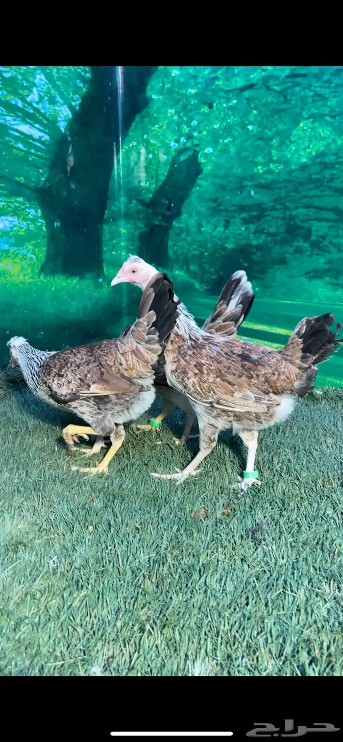 دجاج عربي اصيل ترثه . باديه   فري   دندراوي 21