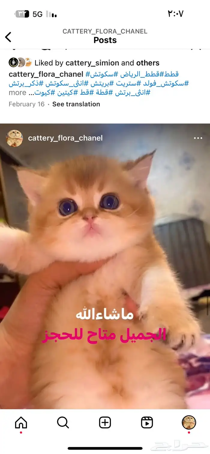 قط سكوتش برتش قولد بيور 1