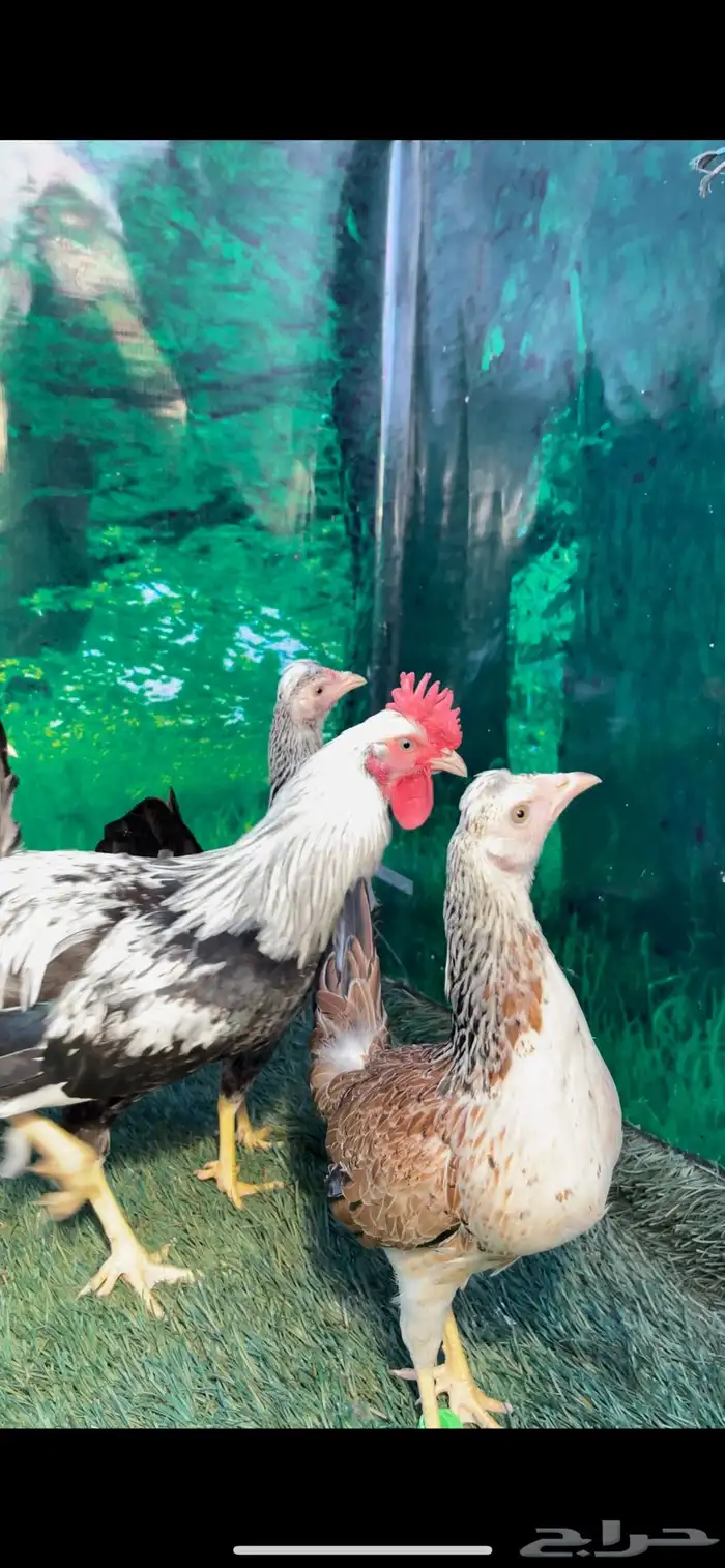 دجاج عربي اصيل ترثه . باديه   فري   دندراوي 24