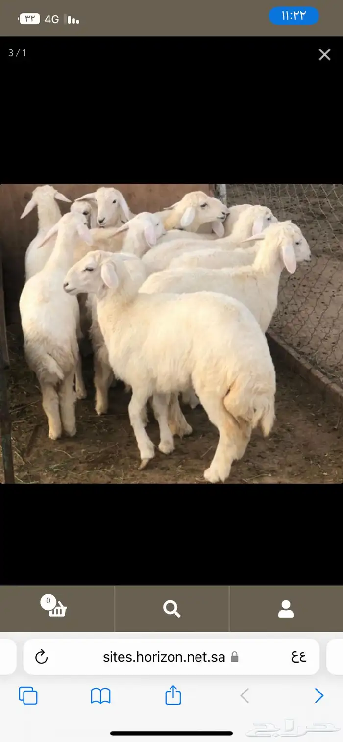 ذبايح وطليان حريات ونعيم كفو توصيل بأفضل الاسعار 0