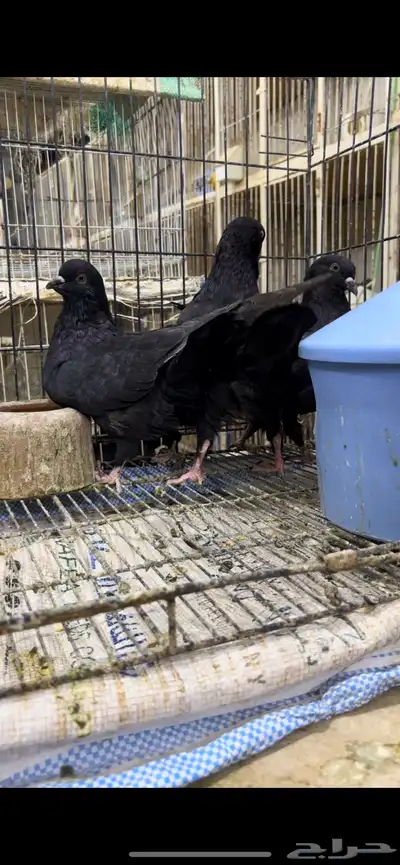 طبات كنق مودينا اسود ملكي تم البيع 2