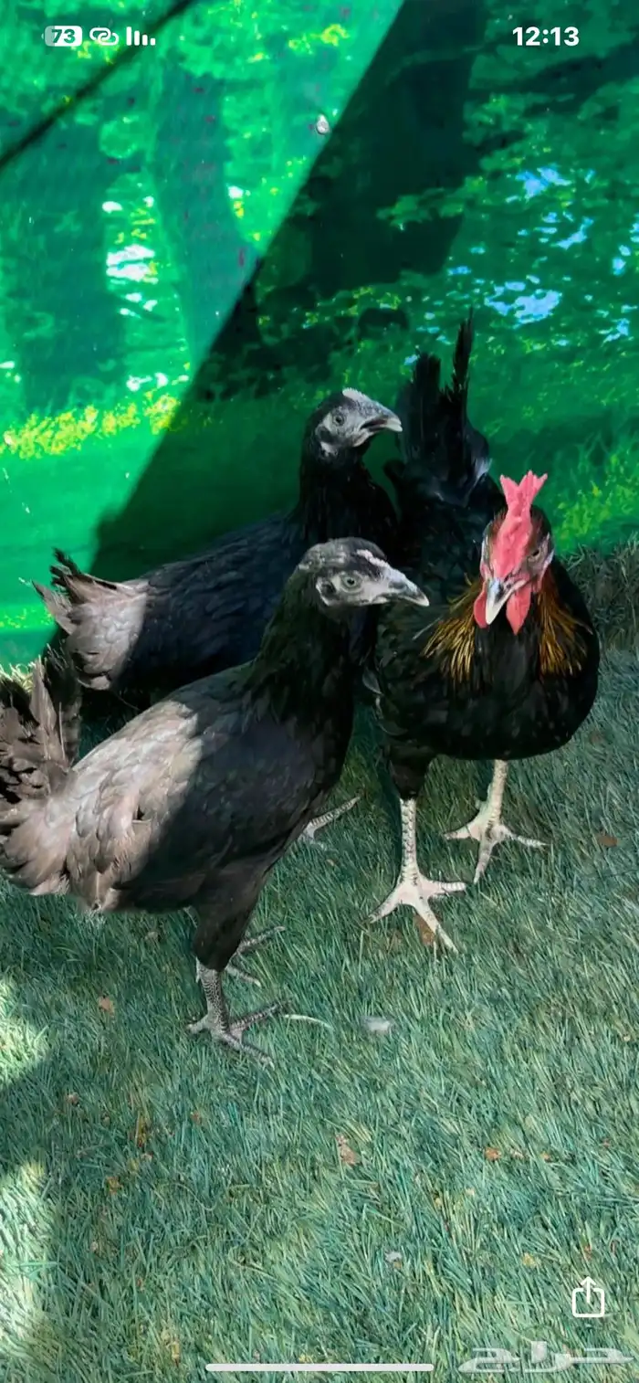 دجاج عربي اصيل ترثه . باديه   فري   دندراوي 0