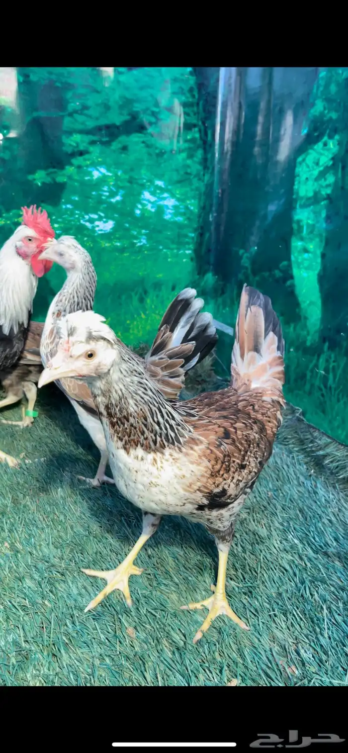 دجاج عربي اصيل ترثه . باديه   فري   دندراوي 15