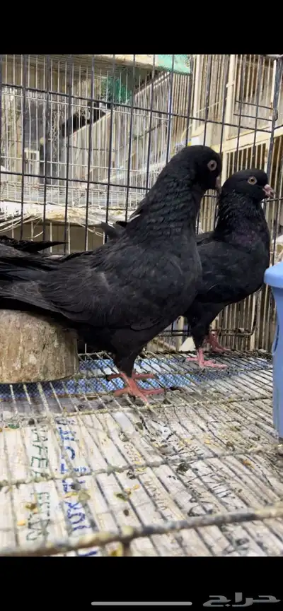 طبات كنق مودينا اسود ملكي تم البيع 5