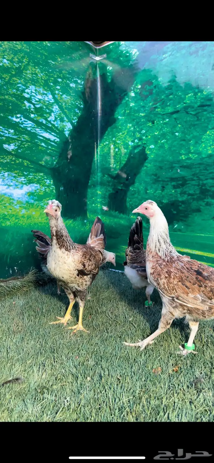 دجاج عربي اصيل ترثه . باديه   فري   دندراوي 22