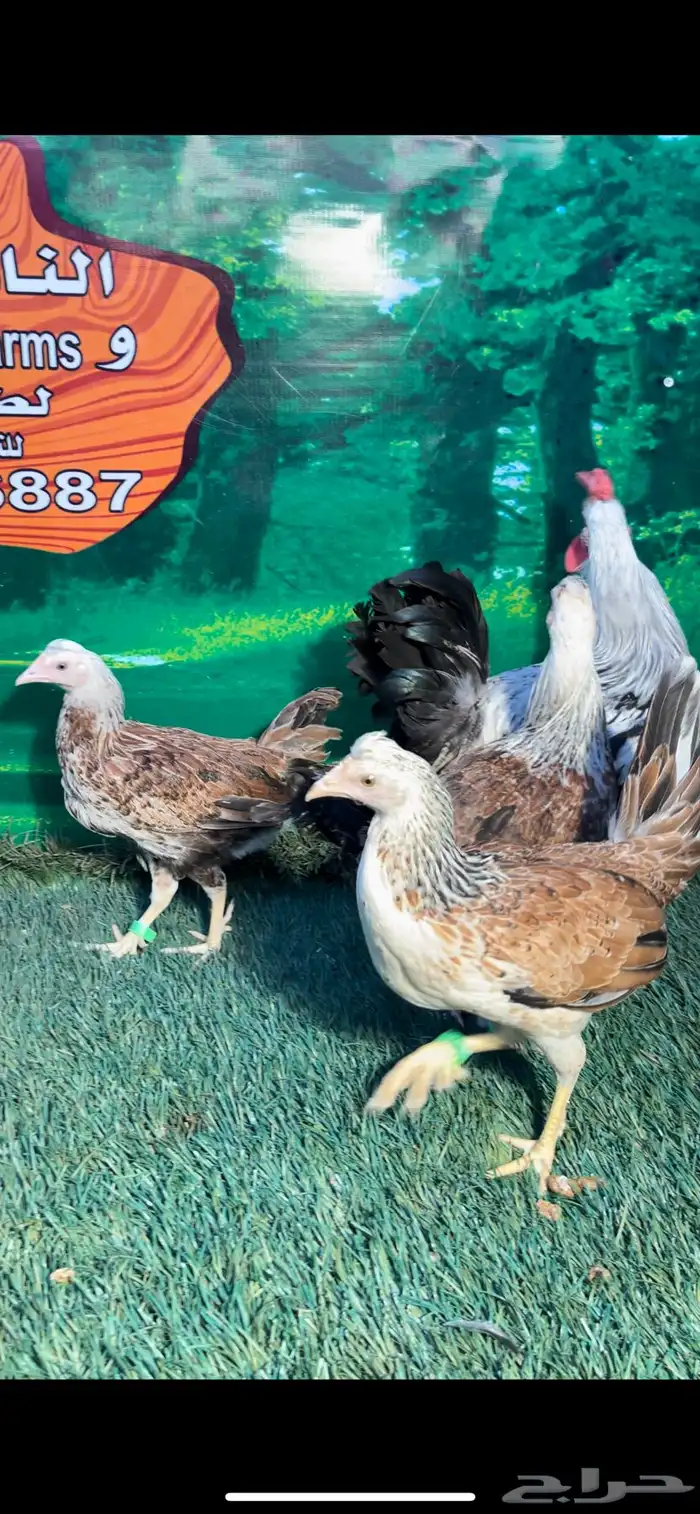 دجاج عربي اصيل ترثه . باديه   فري   دندراوي 17