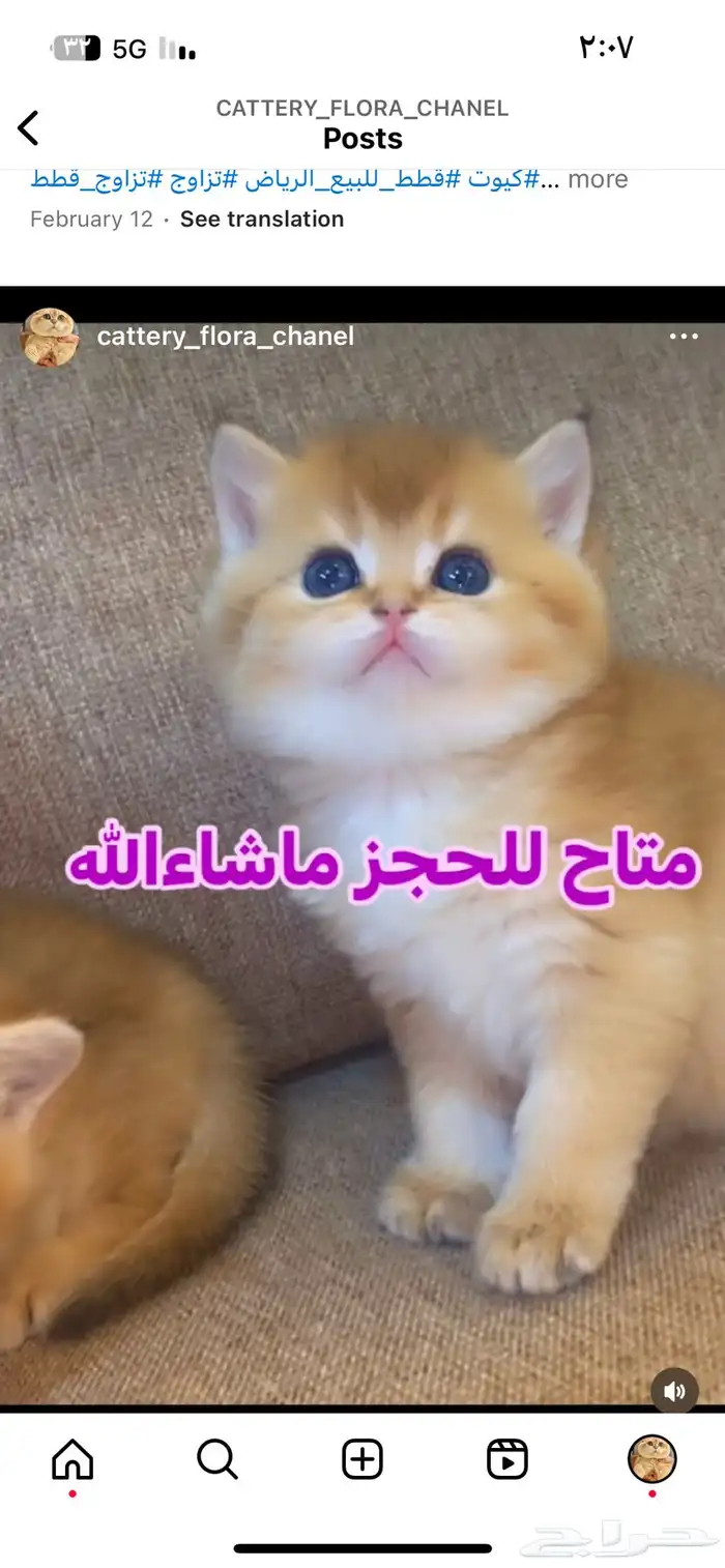 قط سكوتش برتش قولد بيور 0