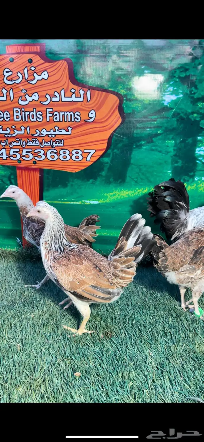 دجاج عربي اصيل ترثه . باديه   فري   دندراوي 18