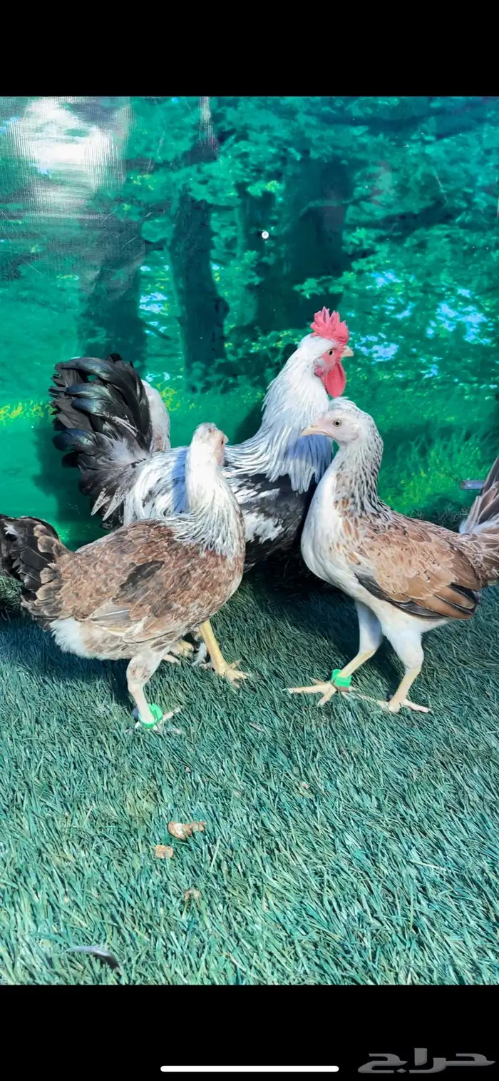 دجاج عربي اصيل ترثه . باديه   فري   دندراوي 16