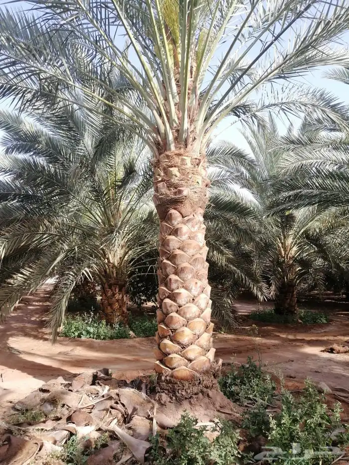 نخيل وسدر وزيتون وشجار زينه 12