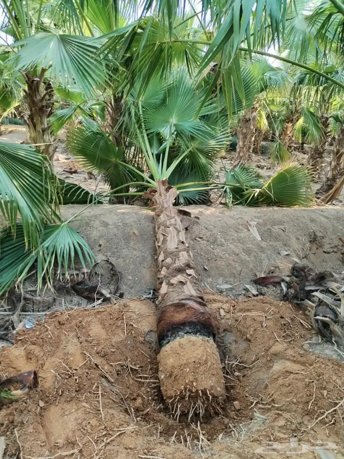 انخل واشنطن زينه الي جميع مناطق المملكه الاستفسارات 1