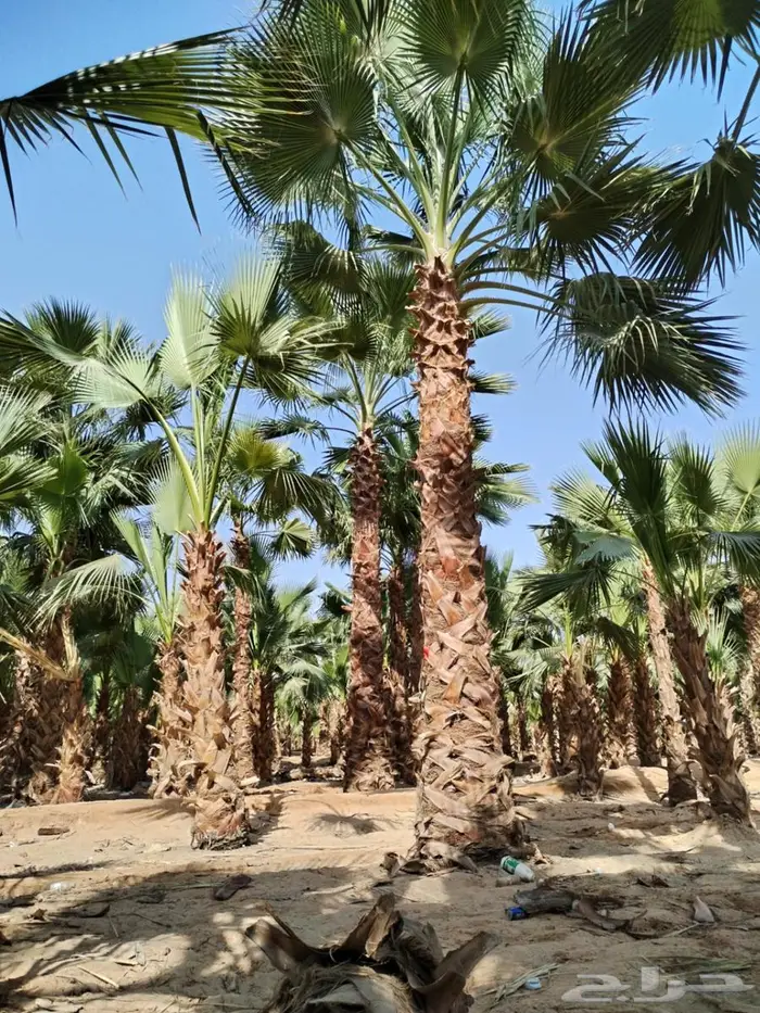 انخل واشنطن زينه الي جميع مناطق المملكه الاستفسارات 0