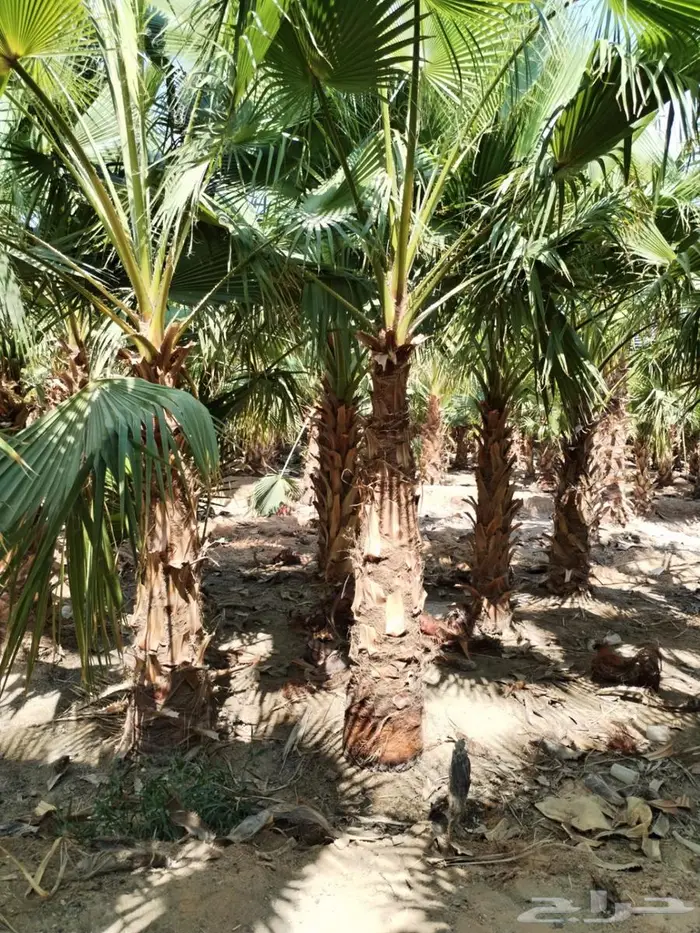 انخل واشنطن زينه الي جميع مناطق المملكه الاستفسارات 5