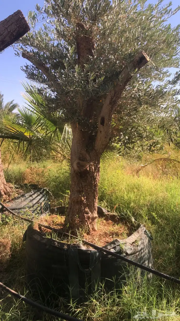 نخيل وسدر وزيتون وشجار زينه 43
