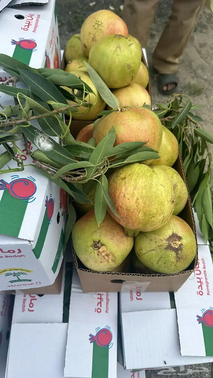 شتلات حماط براون فاخره(بدأ الحجز) ورمان بيده 11