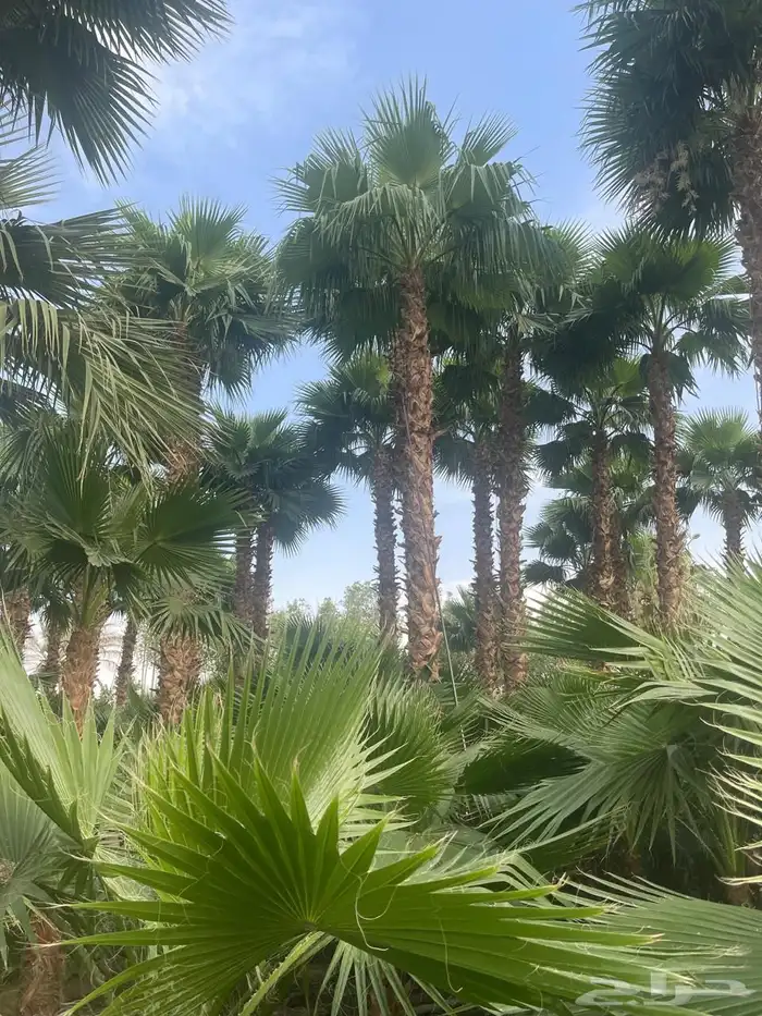نخيل وسدر وزيتون وشجار زينه 61