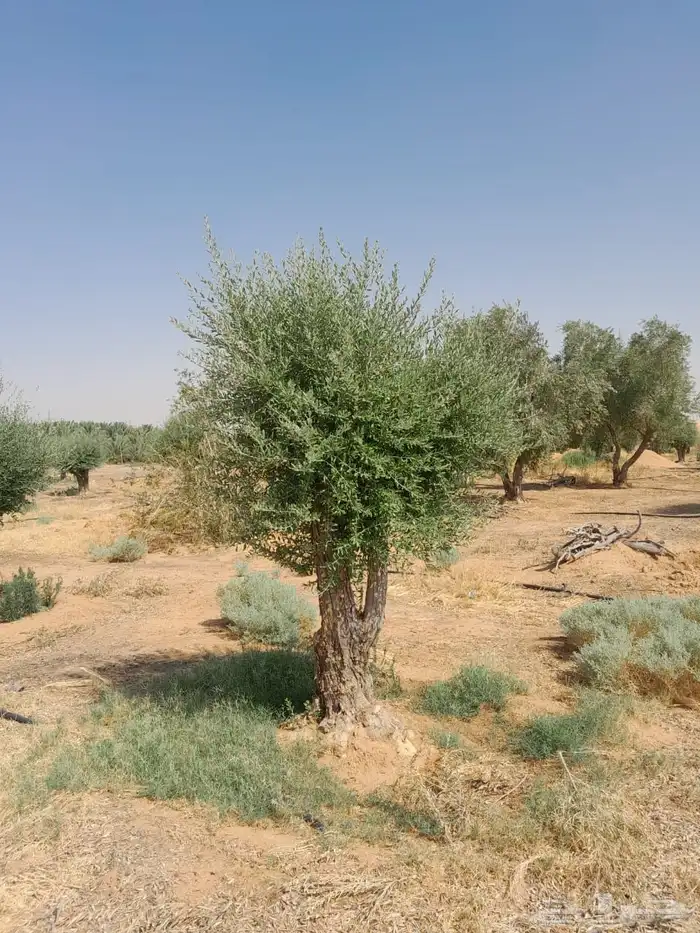 نخيل وسدر وزيتون وشجار زينه 91