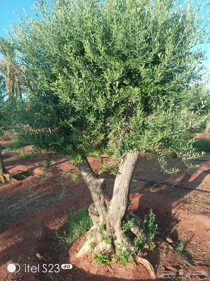 نخيل وسدر وزيتون وشجار زينه 53