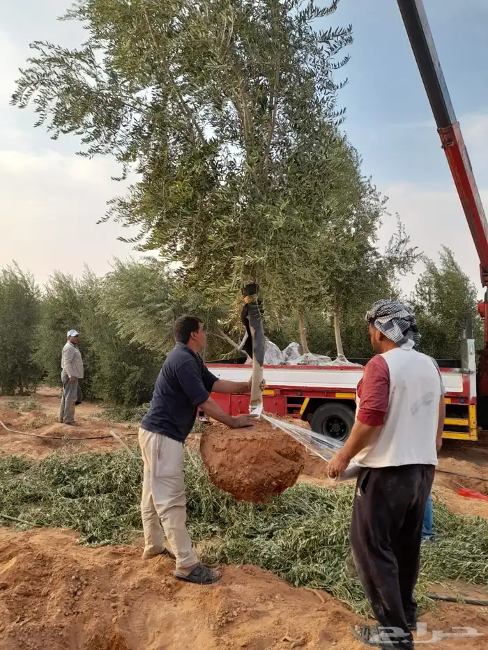 نخيل وسدر وزيتون وشجار زينه 70
