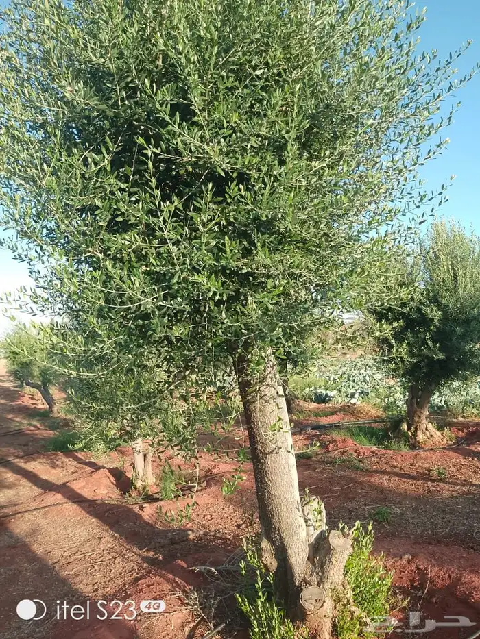 نخيل وسدر وزيتون وشجار زينه 52