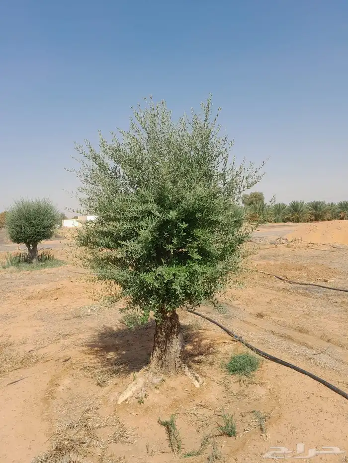 نخيل وسدر وزيتون وشجار زينه 94