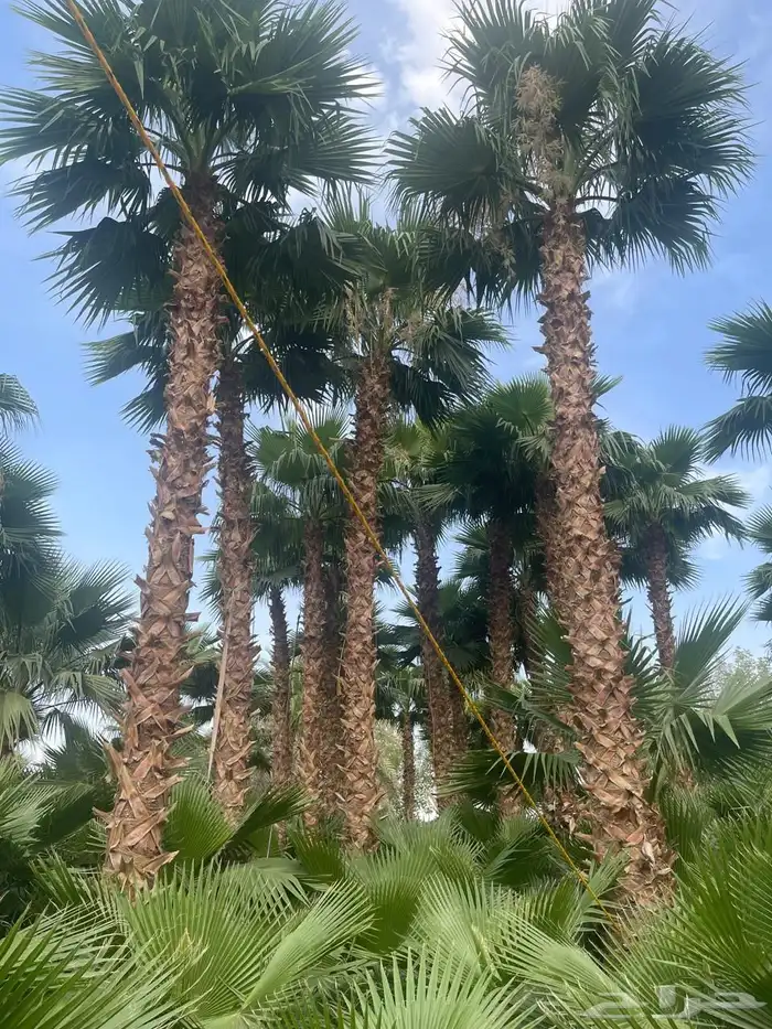 نخيل وسدر وزيتون وشجار زينه 62