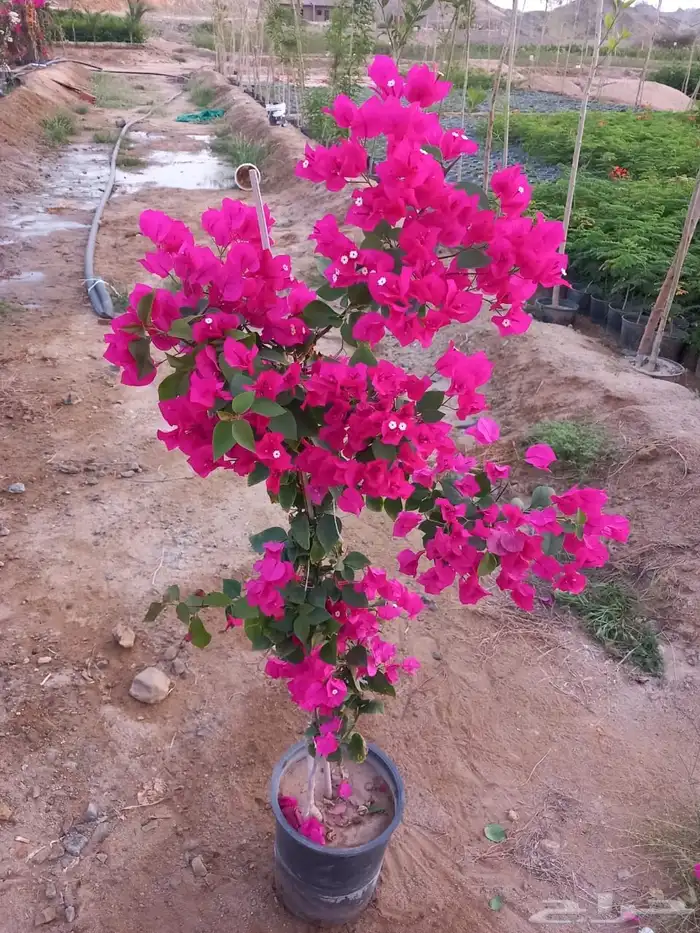 جهنميات بالجمله 2