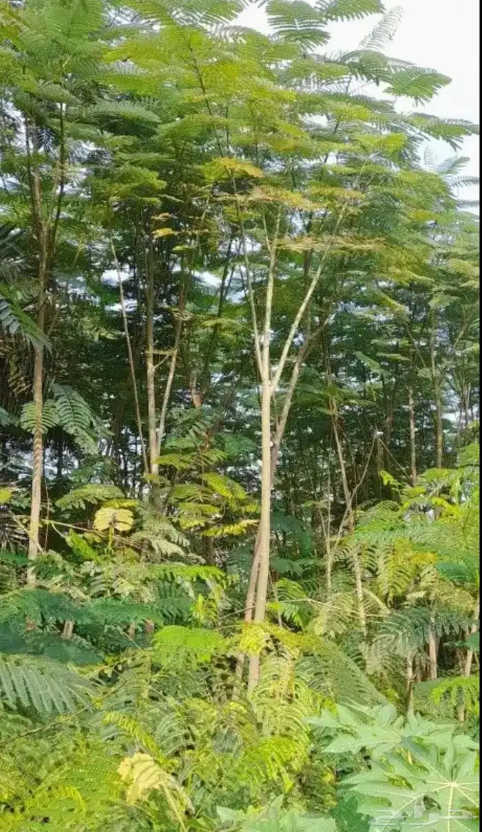 نخيل وسدر وزيتون وشجار زينه 79