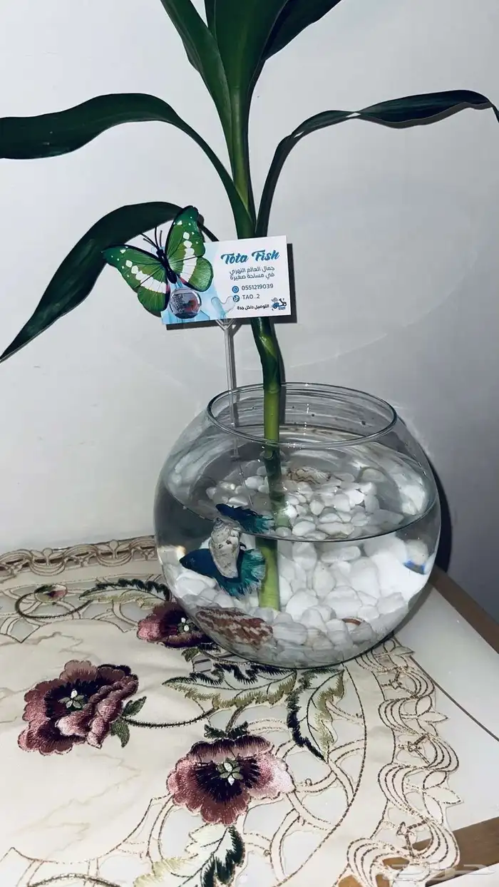 سمك الفايتر فازه احجار وصدف نبتة البامبو اكل ب 40 ريال 7
