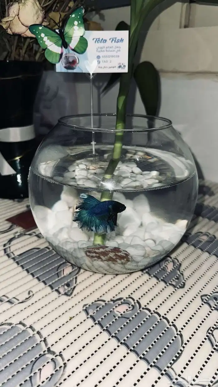 سمك الفايتر فازه احجار وصدف نبتة البامبو اكل ب 40 ريال 6