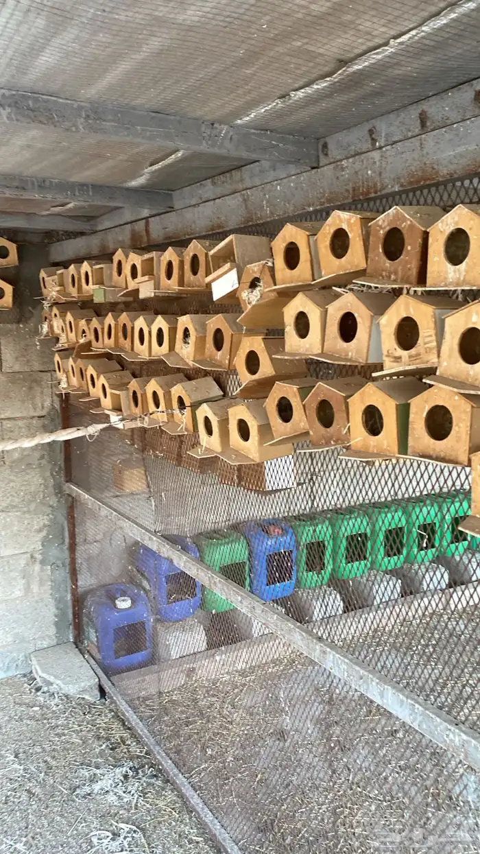 للبيع مخافك طيورزيبرا عدد 500شبه جدد 1