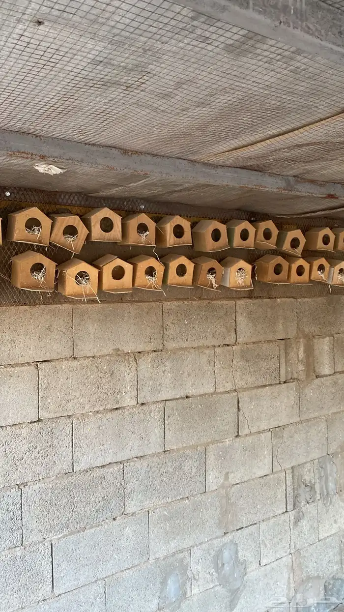 للبيع مخافك طيورزيبرا عدد 500شبه جدد 0