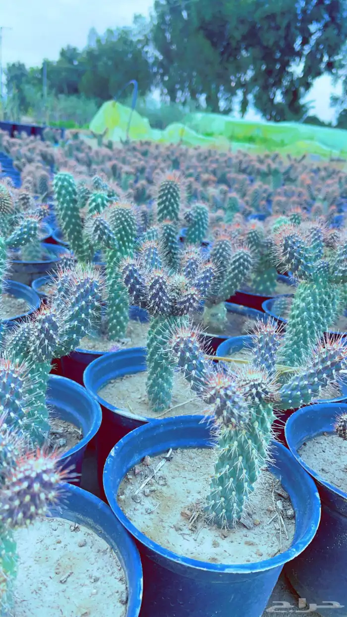 شتلات صبار زينه Ceropegia gordoni 2