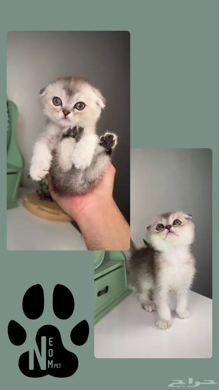 كيتن قطط صغيرة للبيع سكوتش شيرازي قطوه قطه بسه هملايا cat 5