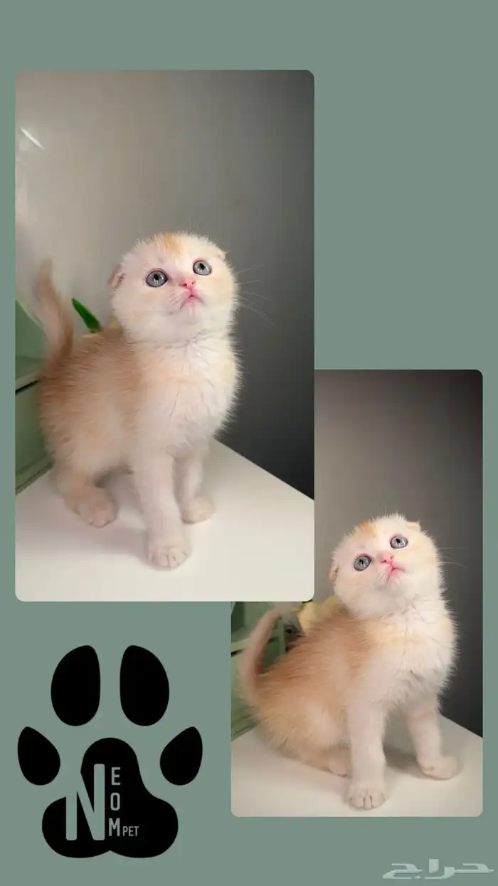 كيتن قطط صغيرة للبيع سكوتش شيرازي قطوه قطه بسه هملايا cat 4
