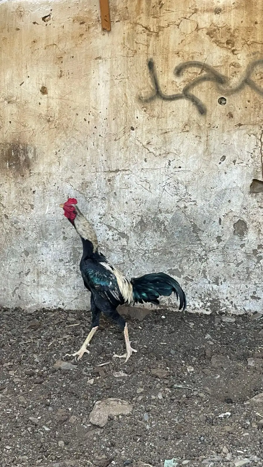 تم البيع 0