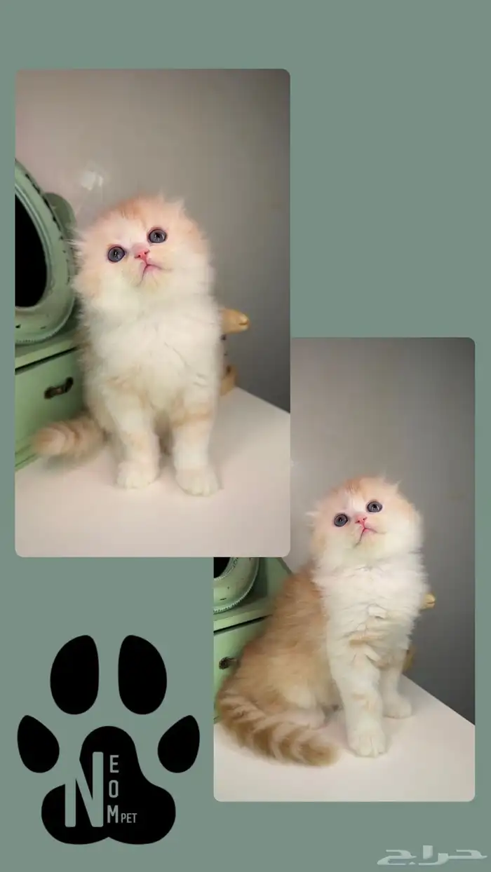 كيتن قطط صغيرة للبيع سكوتش شيرازي قطوه قطه بسه هملايا cat 3