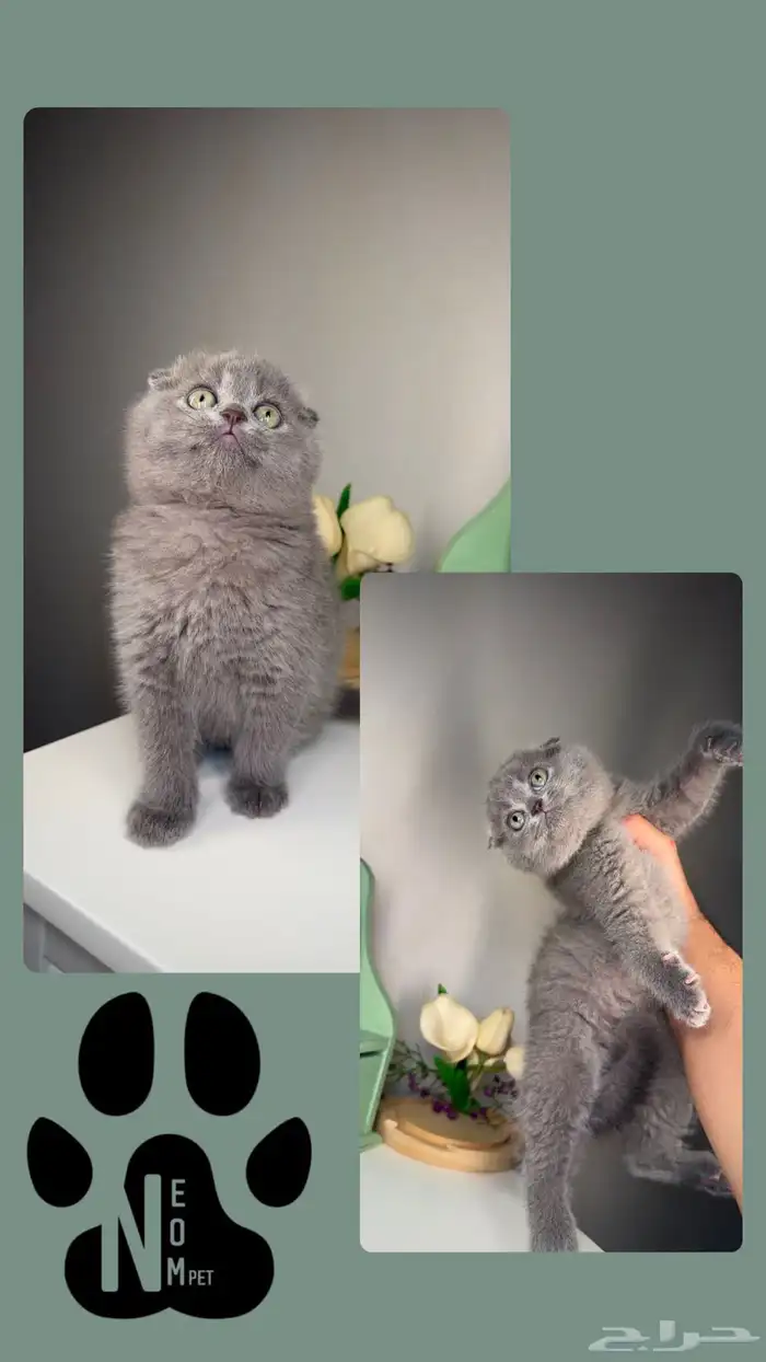 كيتن قطط صغيرة للبيع سكوتش شيرازي قطوه قطه بسه هملايا cat 2
