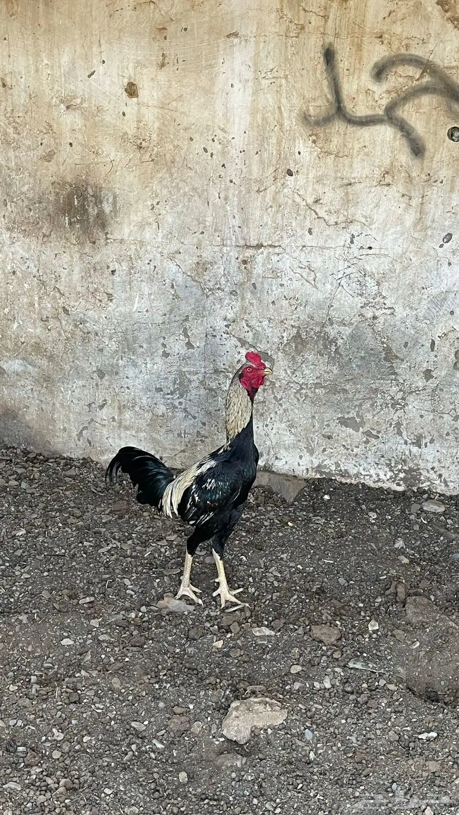 تم البيع 1