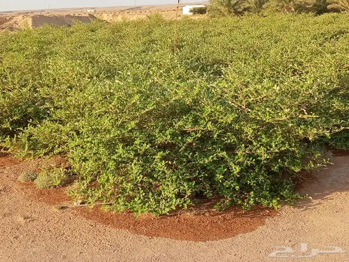 بوجود لدينااا جميع انواع الاشجااار وجميع المقاسات اشجار زيتو 8