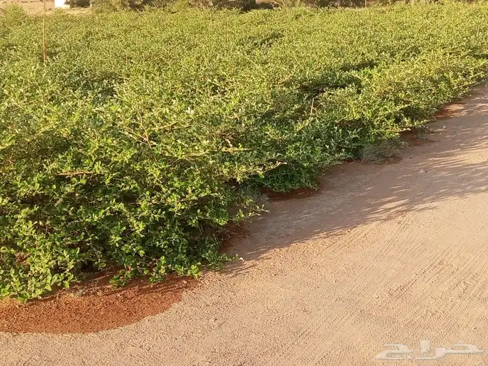 بوجود لدينااا جميع انواع الاشجااار وجميع المقاسات اشجار زيتو 0